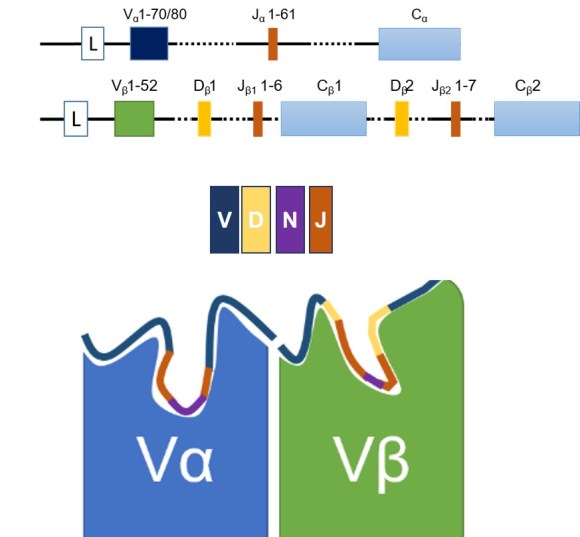 How-to make: a T cell receptor (the simpler version) – ImmunoBites