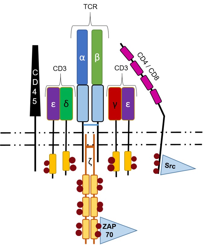 How-to make: a T cell receptor (the simpler version) – ImmunoBites