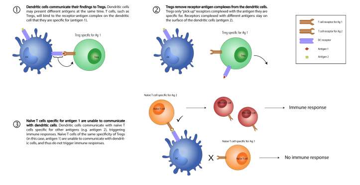 ImmunoBites Mechanism Figure jpg