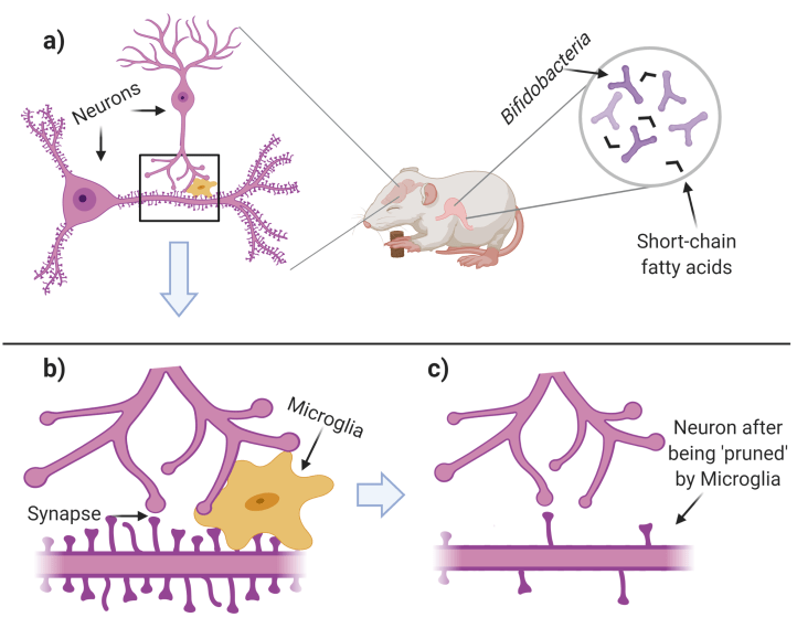 Immunobites June 2020