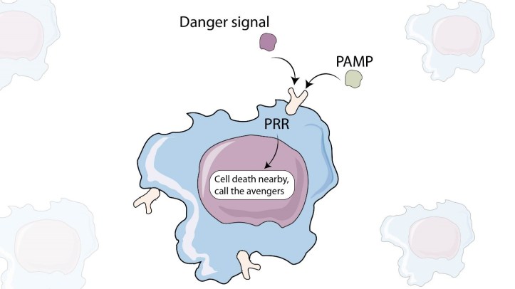 Prr Signaling Process Pathogens love to muddy the waters to escape immune response: All about ...